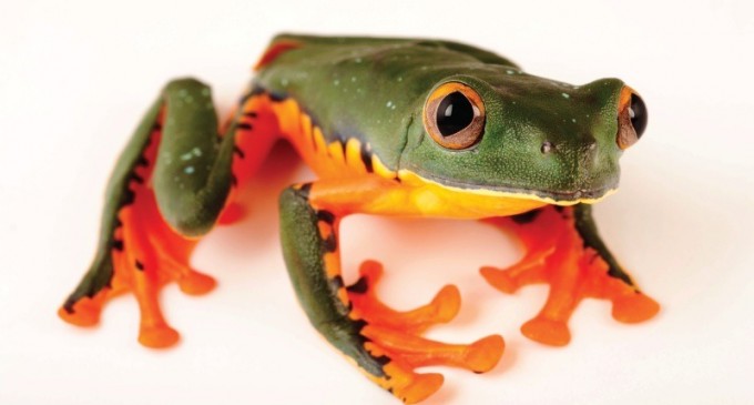 Hallan un potente antibiótico en la piel de una especie de rana ecuatoriana
