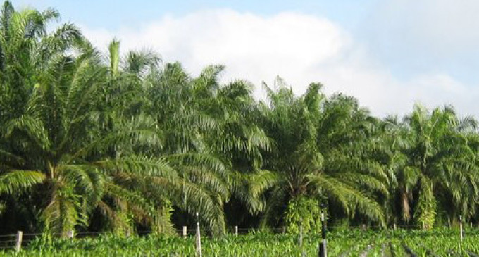 La certificación de la palma africana permitirá duplicar la producción nacional hasta 2020