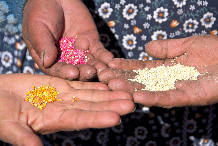“Granos Andinos” mejora las condiciones laborales de 4.000 productores de quinua en Perú