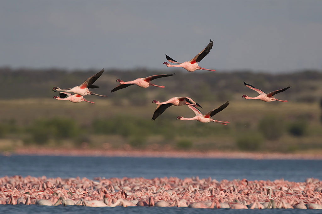 La población de aves migratorias está descendiendo drásticamente