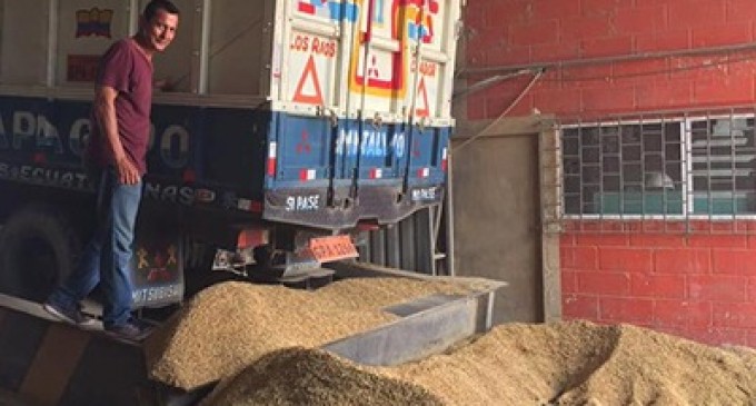 En Los Ríos se habilitan silos bolsa y se activa centros de acopio de arroz