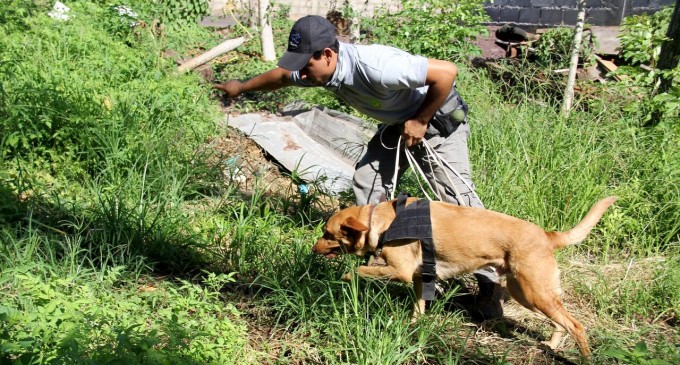 Una Brigada Canina fortalecerá el Control Sanitario en Galápagos