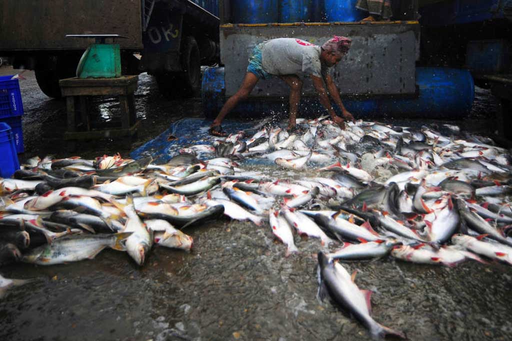 Los recursos pesqueros se obtienen a un ritmo insostenible
