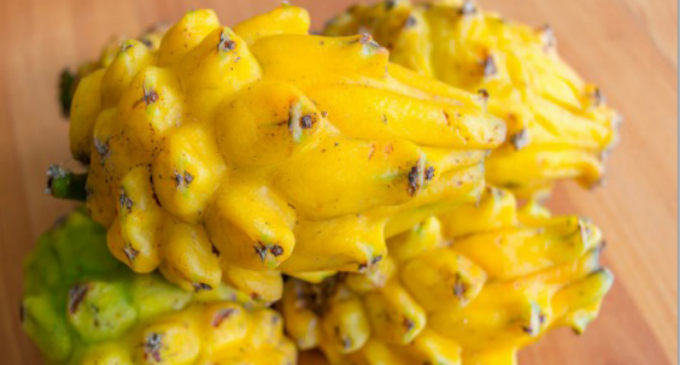 Estados Unidos importará pitahaya producida en Ecuador