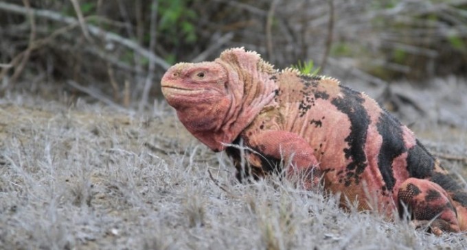 MAE protegerá la población de iguanas rosadas (VIDEO)