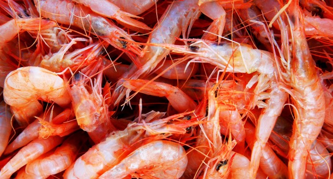 Exportaciones de camarón a la Unión Europea crecieron un 65 por ciento
