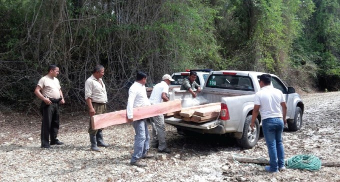 MAE refuerza los controles para evitar el tráfico ilegal de madera