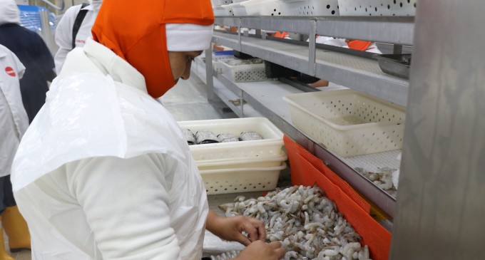 Llega a Brasil el primer cargamento de camarón ecuatoriano