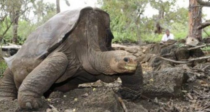 En Galápagos se estudiará el impacto del turismo en la anidación de las tortugas marinas
