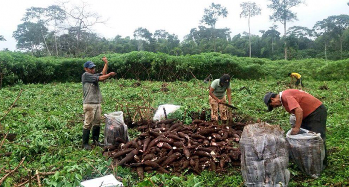 Productores de Sucúa realizan primer envío de 4.500 libras de yuca con miras a la exportación