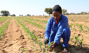 La sequía y el aumento de las temperaturas amenazan las cosechas en África meridional