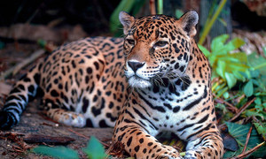 Salvando al jaguar, la icónica y amenazada especie de América Latina