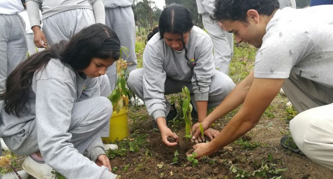 200 plantas fueron sembradas en establecimientos cuencanos en homenaje a la Tierra