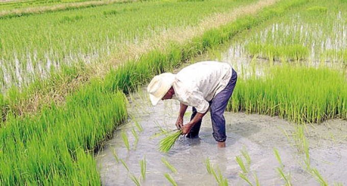 MAG define precios de sustentación de arroz, maíz y plátano con nuevo mecanismo técnico