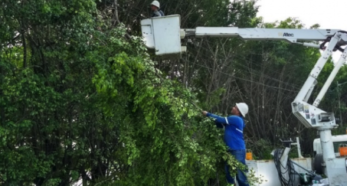 Personal de CNEL controla que la vegetación no interfiera en el servicio eléctrico