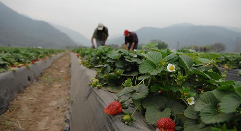 Agricultores trabajan en un campo de fresas en Argentina. Foto: Banco Mundial/Nahuel Berger