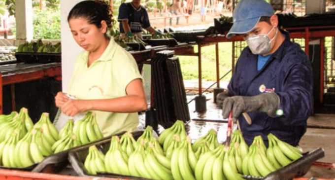 Bananeros cuentan con manual que garantiza su salud y seguridad laboral.