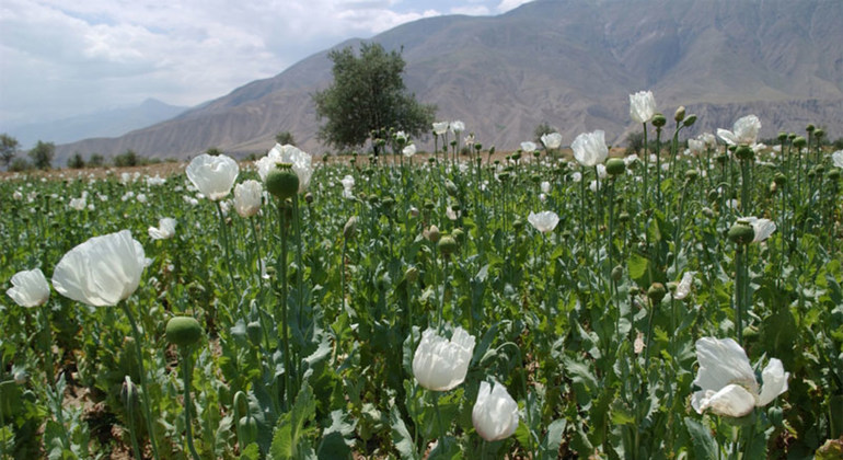 Afganistán: El opio da de comer