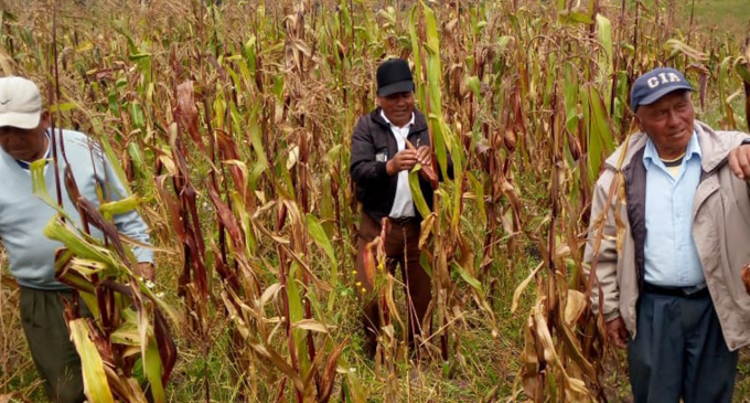 Festival de maíz y chicha promocionará productos agrícolas del proyecto de irrigación tecnificada
