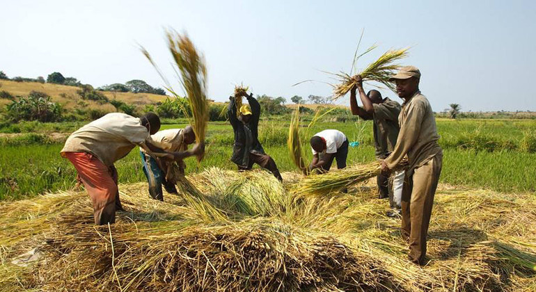 Las cooperativas, una oportunidad para los pequeños agricultores en África