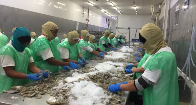 El camarón ecuatoriano cada vez gana más espacio en el mercado chino