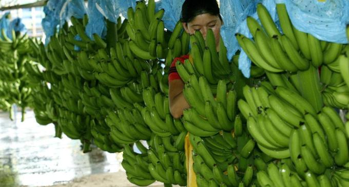 El debate sobre la ley que regula la producción y comercialización de banano se traslada a Quevedo, Machala y El Carmen