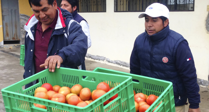 Productores de Panzaleo comercializan sus productos agrícolas a grandes supermercados