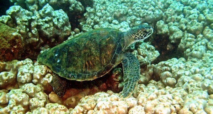 En Esmeraldas nacen 86 tortugas en la temporada de anidación