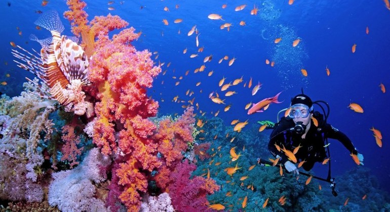 Líderes mundiales, al rescate de los arrecifes de coral