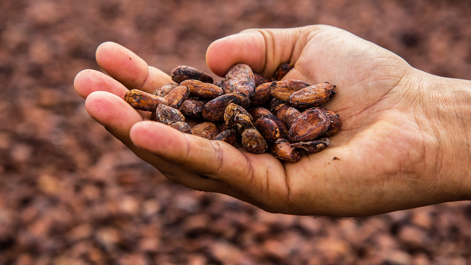 REPÚBLICA DOMINICANA: Cacao dominicano: una delicia