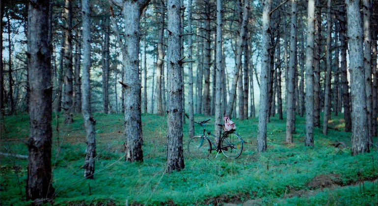 Mantener vivos los pulmones del planeta: Cinco cosas que debes conocer sobre los bosques