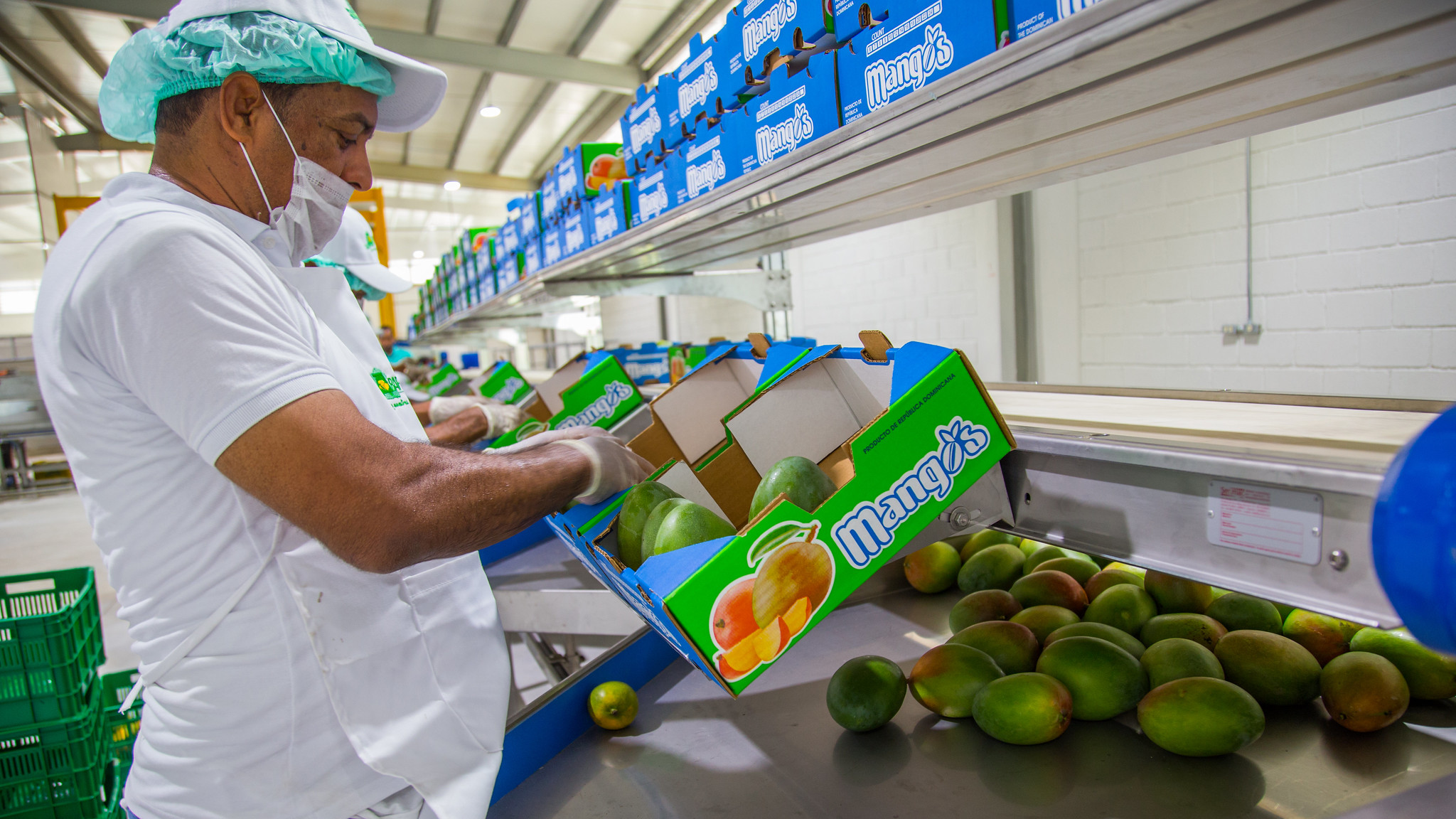 REPÚBLICA DOMINICANA: Resultado de Visita Sorpresa a Baní, Danilo Medina entrega moderna planta de empaque y tratamiento hidrotérmico a productores de mango