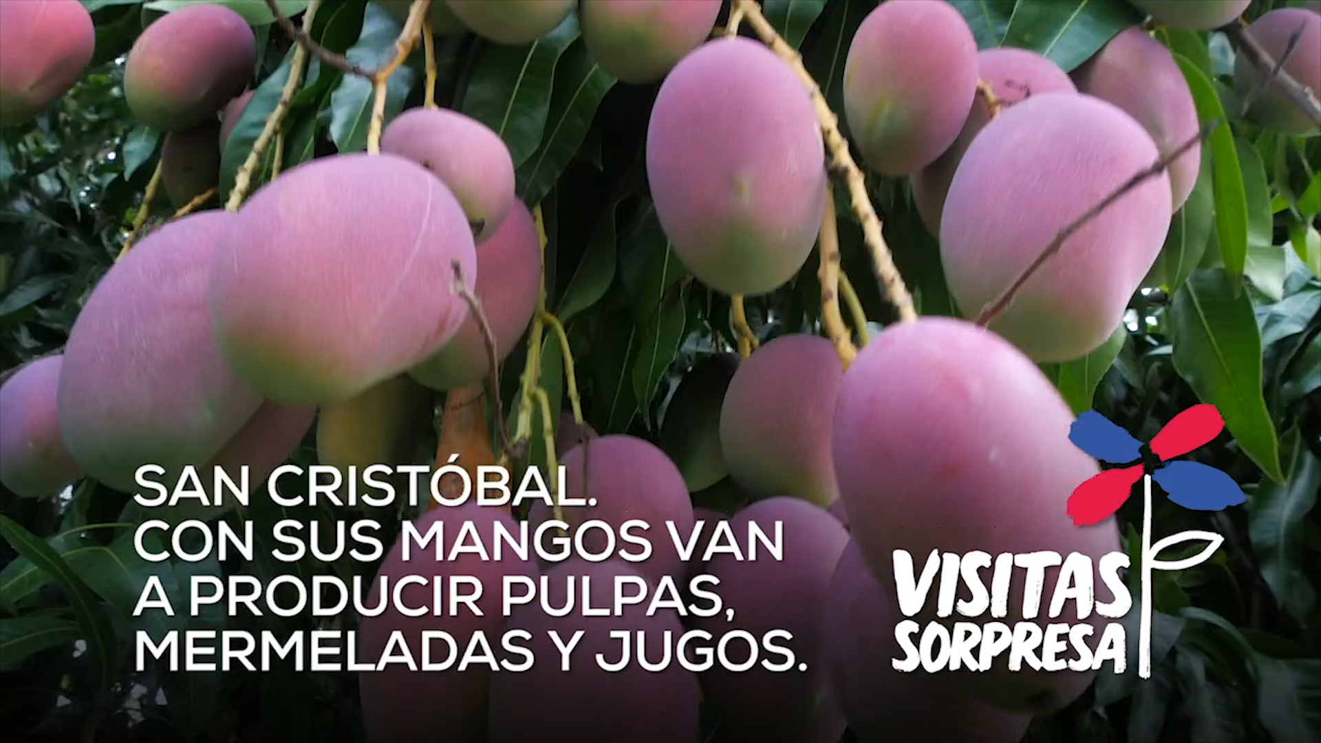 REPÚBLICA DOMINICANA: San Cristóbal. Con sus mangos van a producir pulpas, mermeladas y jugos