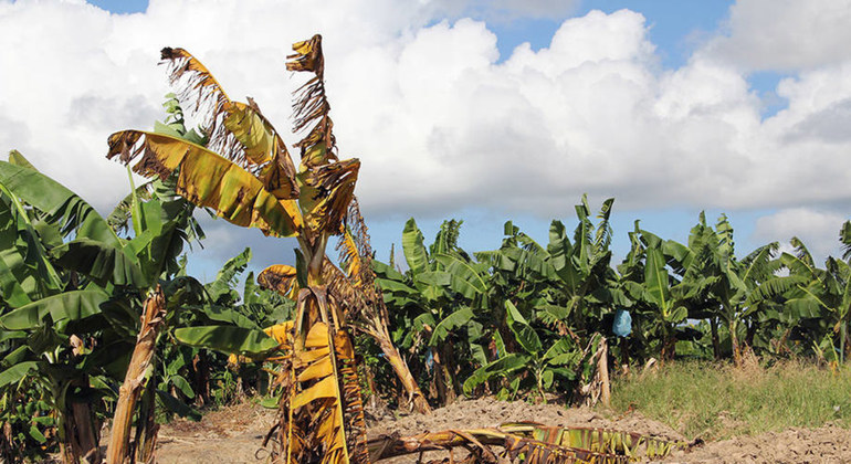 Fácil de propagar y difícil de eliminar, la nueva plaga que amenaza el banano y el plátano en América Latina