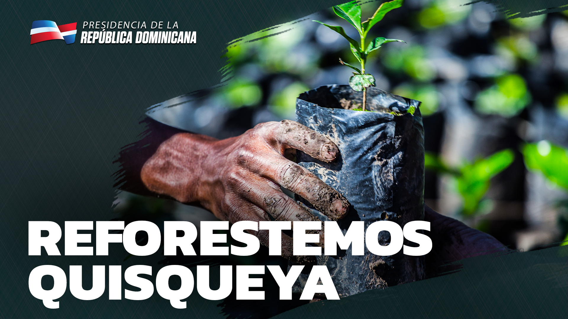 REPÚBLICA DOMINICANA: En República Dominicana, 11 mil productores y sus familias han reforestado 512,737 tareas