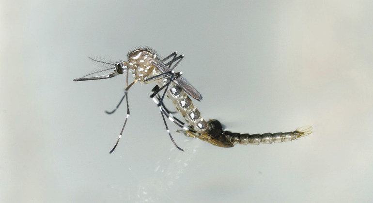 El dengue amenaza a la mitad de la población mundial