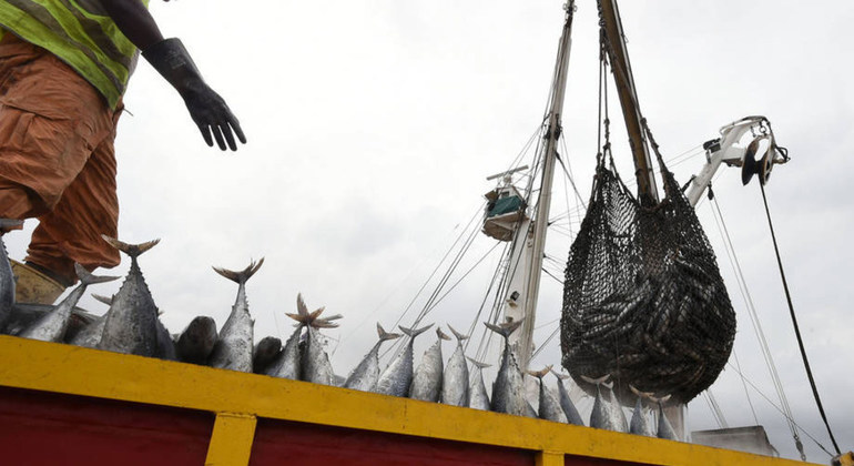 Se logra frenar la sobrepesca en ocho de las trece principales poblaciones de atún