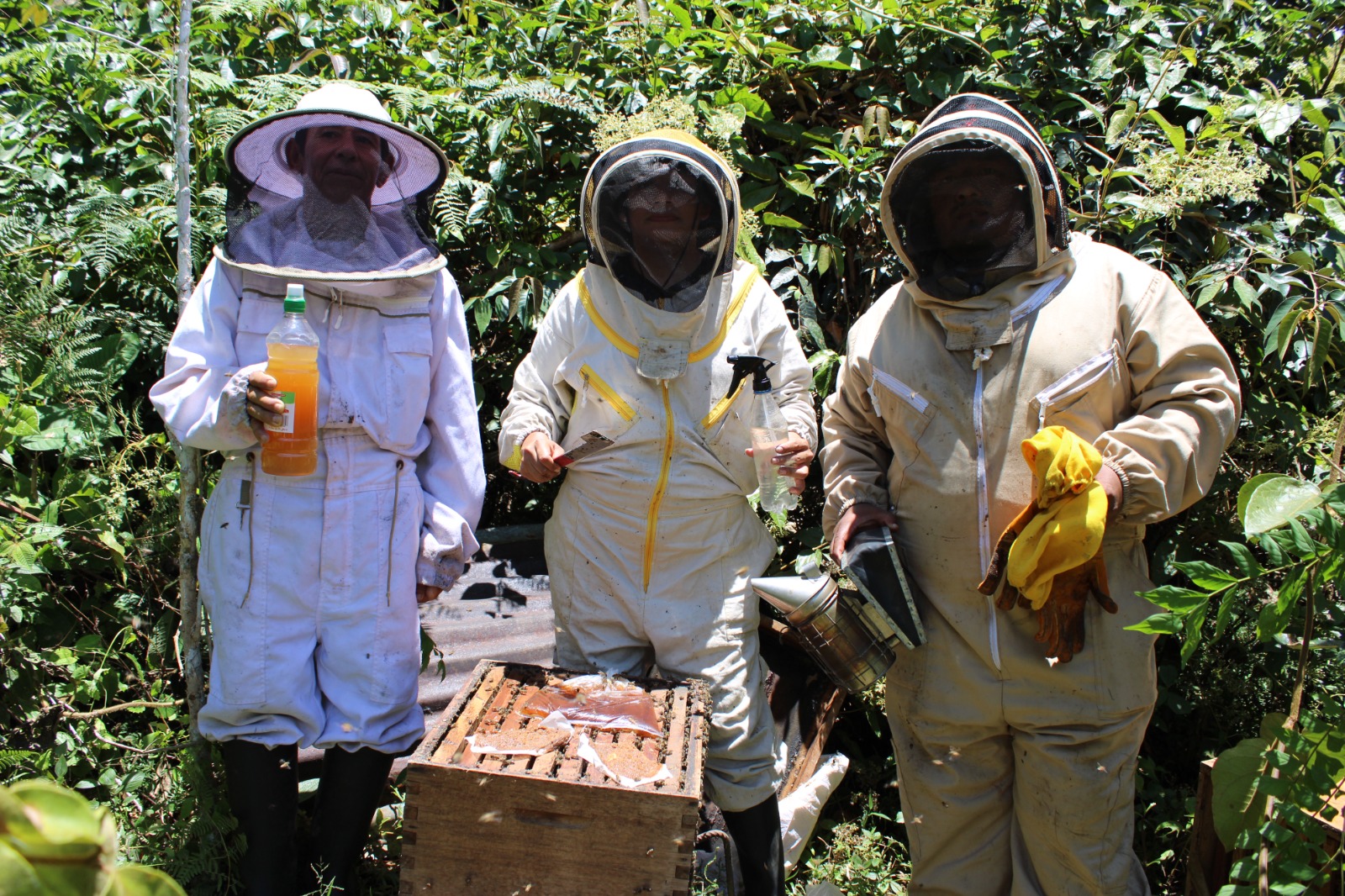 Especialistas apícolas buscan reducir mortandad de abejas y recuperar colmenas en Moyobamba
