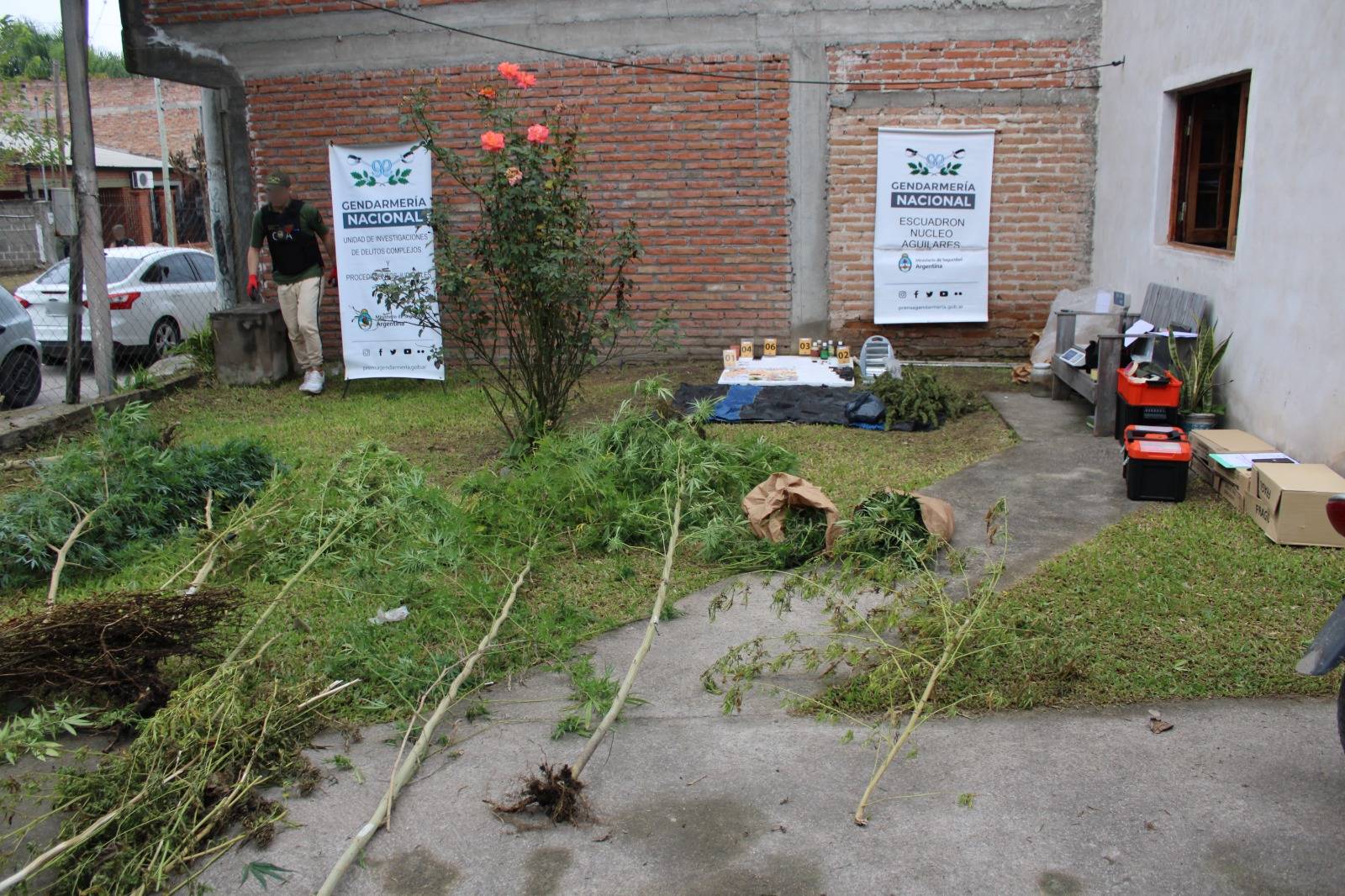 Tucumán: Allanan UN Domicilio en la Ciudad de Aguilares y Secuestran Plantas de Marihuana y Aceite de Cannabis Sativa