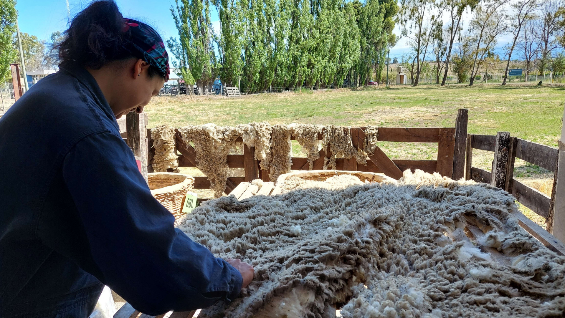 Patagonia: tradición, desafíos y alternativas para la producción lanera