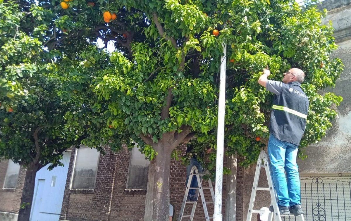 Se ejecuta plan de contingencia para evitar la dispersión de Diaphorina citri en San Pedro