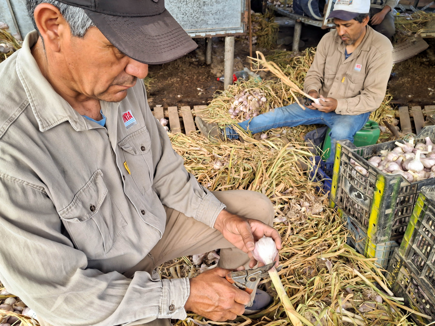 INTA impulsa la conservación y valor agregado del ajo