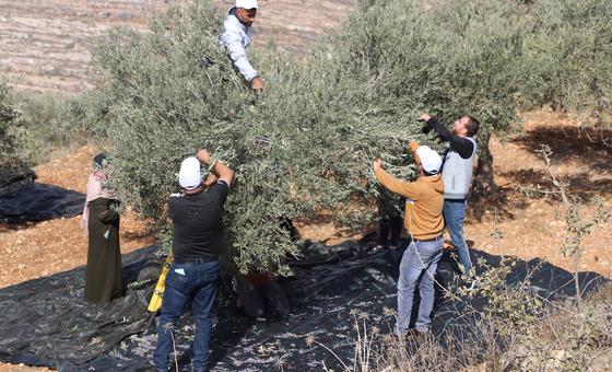 Aumentan los ataques a la cosecha de aceitunas en Cisjordania, según informes, como parte de una ofensiva de anexión