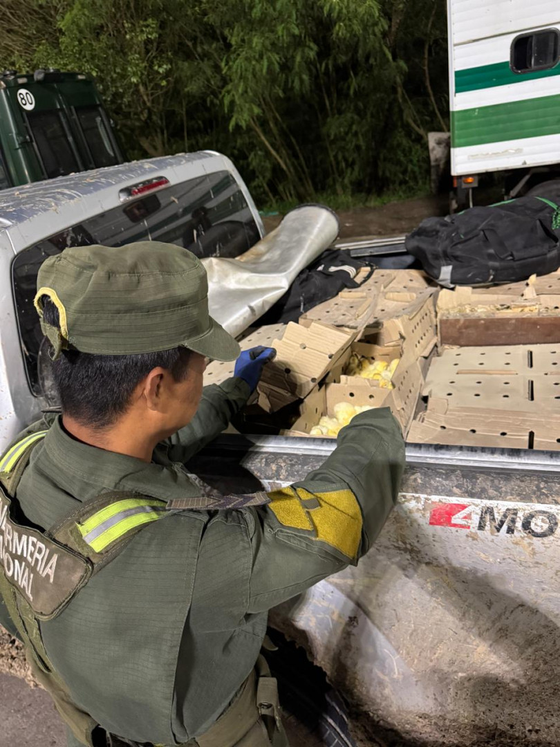 Chaco: 1.900 pollitos camperos hallados en la caja de una camioneta sin documentación de SENASA