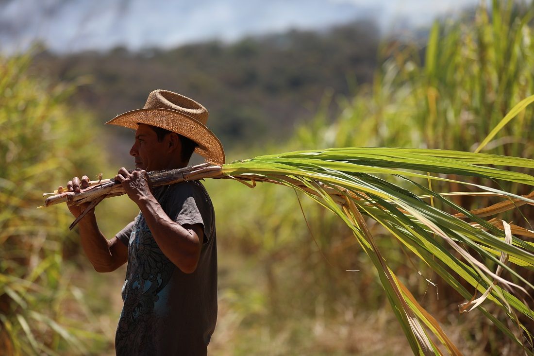 Apoyo a la contribución de productores de caña para fortalecer la industria azucarera en 2026
