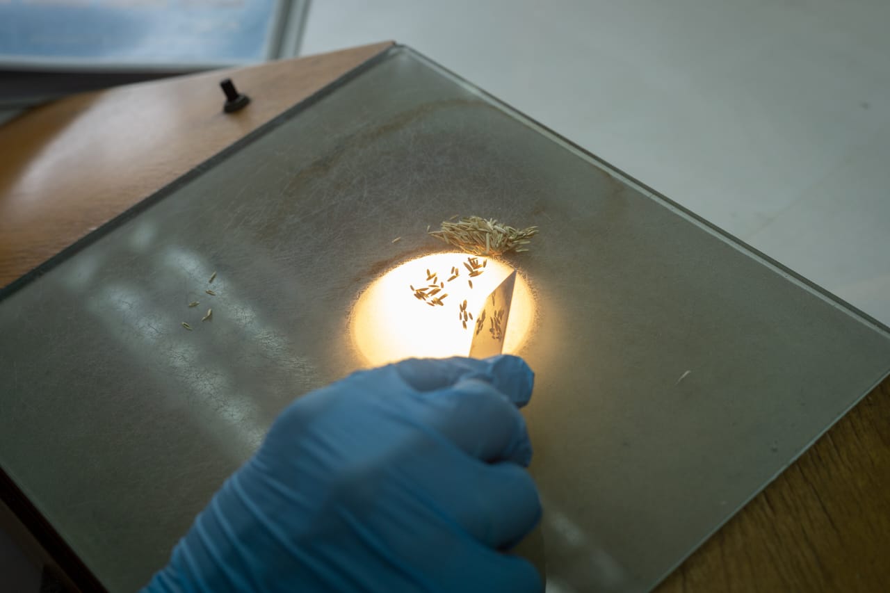 Ministerio de Agricultura anuncia cambios en el funcionamiento de la Comisión Nacional de Semillas