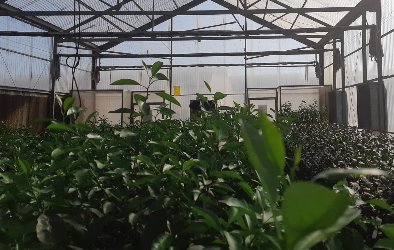 Se optimiza el proceso de importación de material de propagación vegetal