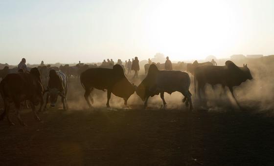 ONU reafirma integridad territorial de Somalia tras reconocimiento de Somalilandia por Israel