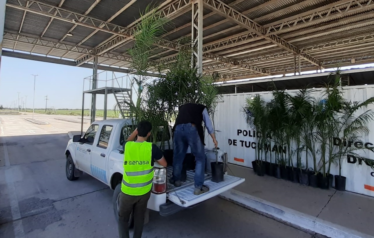 Detectan transportes no autorizados de palmeras en Tucumán