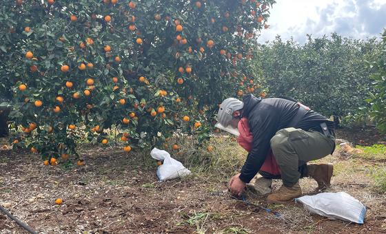 Muertes por minas aumentan mientras disminuyen los fondos para desminado